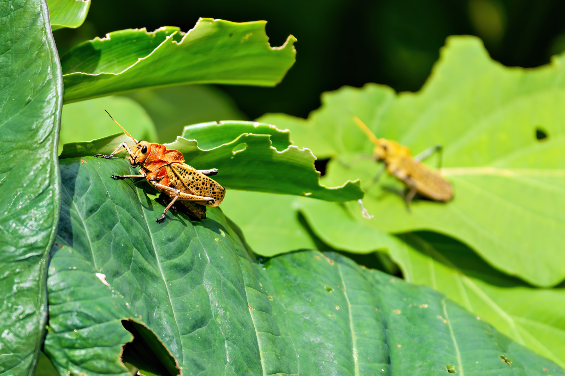 Taeniopoda varipennis